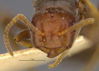 Media type: image;   Entomology 21686 Aspect: head
